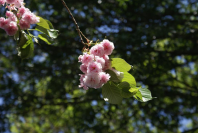 Sakura is de Japanse naam voor de kersenbomen.