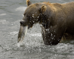 Бурый медведь ловит рыбу